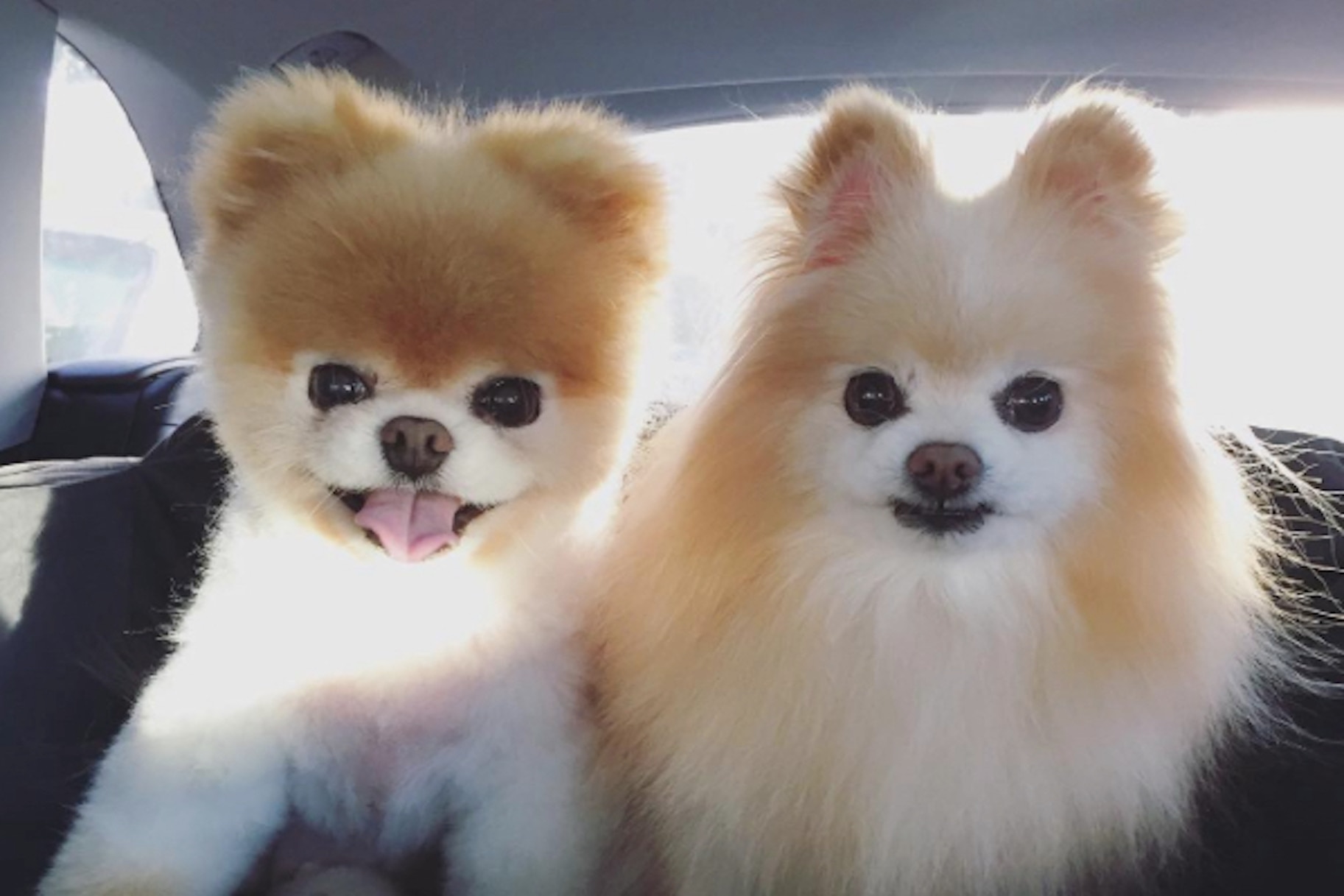 celebrate-national-puppy-day-with-these-famous-instagram-dogs-very-real