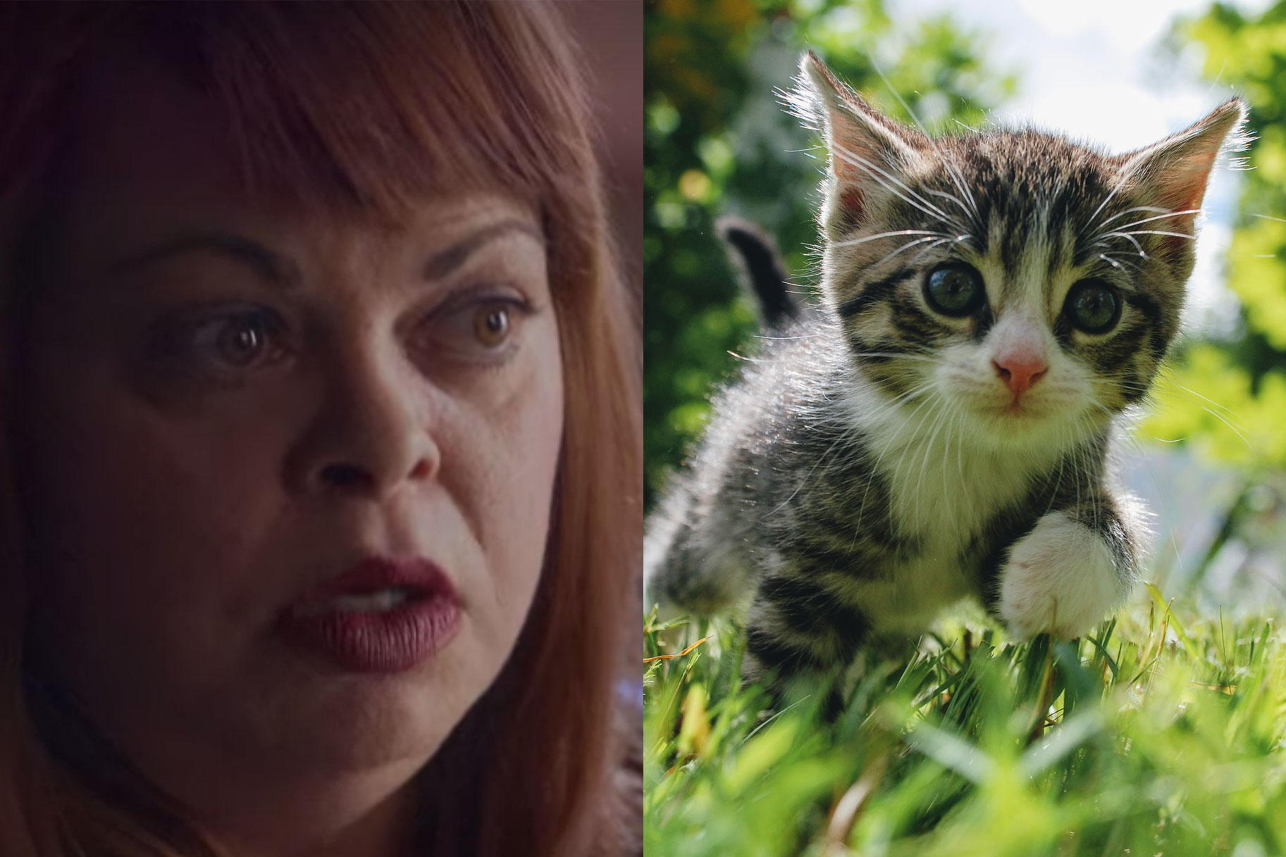 Cat People Porn - What Is 'Rule Zero' On The Internet, Per 'Don't F**k With Cats' On Netflix?  | True Crime Buzz