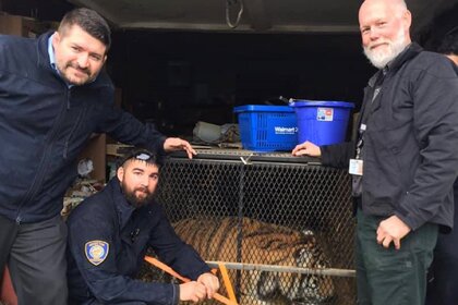 BARC's Animal Enforcement team preparing to transport a tiger found in an abandoned building to a secure location. 