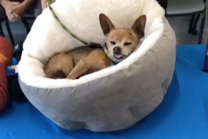 Max-chihuahua