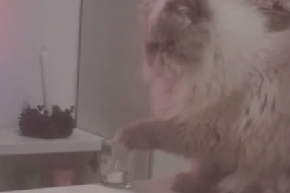 Cat knocking over a glass.