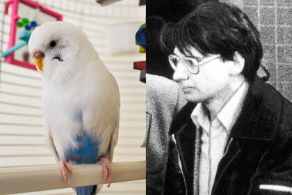 Parakeet Dennis Nilsen G