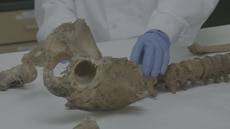 What Jane Doe’s Bones Tell Us About Her Identity