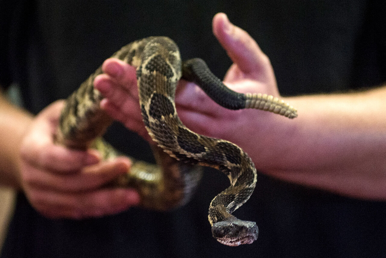 Snake handler turns old golf clubs into handling hooks to help prevent  reptile deaths - ABC News