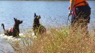 Meet Team Crystal: Judy and Geena, Cadaver Dog Trainer and Cadaver Dog